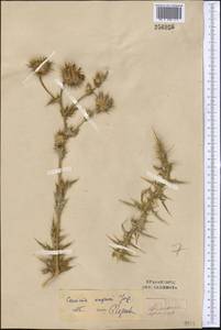 Cousinia angrenii Juz., Middle Asia, Western Tian Shan & Karatau (M3) (Uzbekistan)