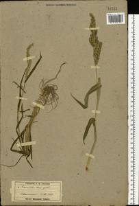 Echinochloa crus-galli (L.) P.Beauv., Eastern Europe, Moscow region (E4a) (Russia)