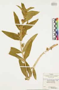 Gentiana cruciata L., Eastern Europe, Central region (E4) (Russia)