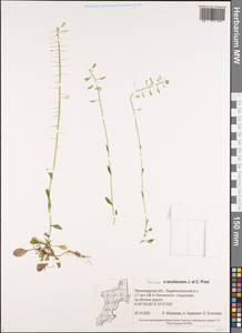 Noccaea caerulescens (J. Presl & C. Presl) F.K. Mey., Eastern Europe, North-Western region (E2) (Russia)