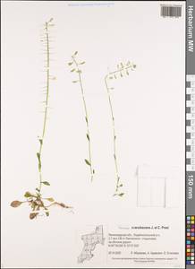 Noccaea caerulescens (J. Presl & C. Presl) F. K. Mey., Eastern Europe, North-Western region (E2) (Russia)