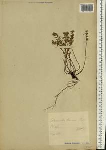 Clinopodium acinos (L.) Kuntze, Eastern Europe, Estonia (E2c) (Estonia)