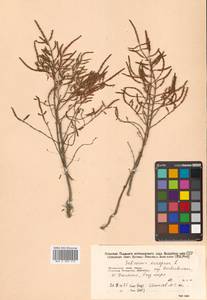 Salicornia europaea (Moss) Lambinon & Vanderp., Siberia, Russian Far East (S6) (Russia)