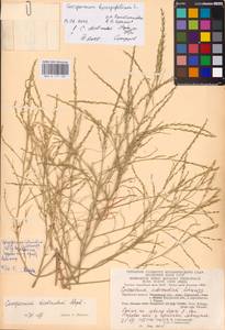 Corispermum declinatum Stephan ex Steven, Eastern Europe, Central region (E4) (Russia)