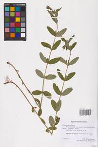 Hypericum hirsutum L., Eastern Europe, Central region (E4) (Russia)