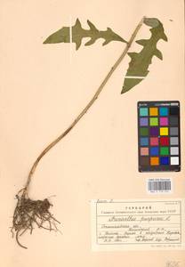 Prenanthes purpurea L., Eastern Europe, West Ukrainian region (E13) (Ukraine)