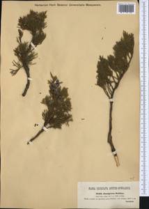Juniperus sabina L., Western Europe (EUR) (Austria)