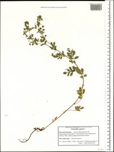 Potentilla supina L., Siberia, Western Siberia (S1) (Russia)