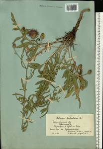 Centaurea adpressa Ledeb., Eastern Europe, Lower Volga region (E9) (Russia)