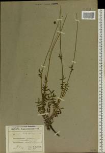Poterium sanguisorba L., Eastern Europe, North Ukrainian region (E11) (Ukraine)