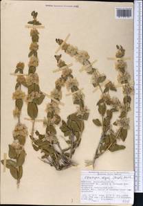 Moluccella olgae (Regel) Ryding, Middle Asia, Western Tian Shan & Karatau (M3) (Kyrgyzstan)