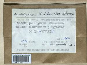 Barbilophozia hatcheri (A. Evans) Loeske, Bryophytes, Bryophytes - Permsky Krai, Udmurt Republic, Sverdlovsk & Kirov Oblasts (B8) (Russia)