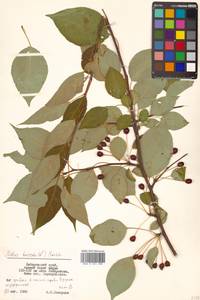 Malus baccata (L.) Borkh., Siberia, Russian Far East (S6) (Russia)