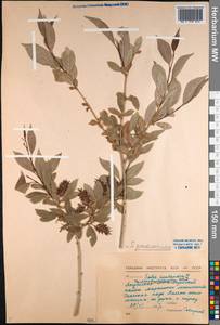 Salix pseudopentandra (Flod.) Flod., Siberia, Yakutia (S5) (Russia)