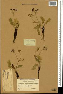 Carum caucasicum (M. Bieb.) Boiss., Caucasus, Krasnodar Krai & Adygea (K1a) (Russia)