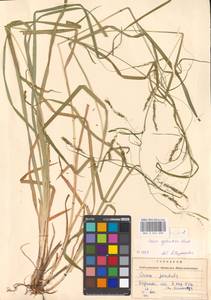 Carex sylvatica Huds., Eastern Europe, West Ukrainian region (E13) (Ukraine)