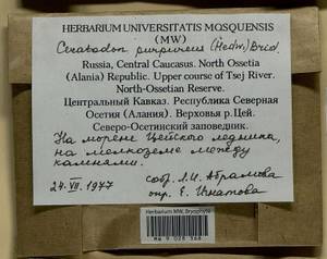 Ceratodon purpureus (Hedw.) Brid., Bryophytes, Bryophytes - North Caucasus & Ciscaucasia (B12) (Russia)