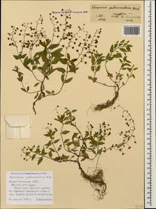 Veronica peduncularis M. Bieb., Caucasus, North Ossetia, Ingushetia & Chechnya (K1c) (Russia)