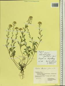 Alyssum gmelinii Jord. & Fourr., Eastern Europe, Central forest-and-steppe region (E6) (Russia)