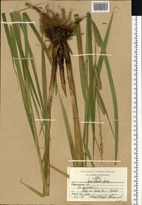 Carex atherodes Spreng., Eastern Europe, Central region (E4) (Russia)