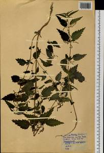 Urtica dioica var. holosericea Fr., Siberia, Yakutia (S5) (Russia)