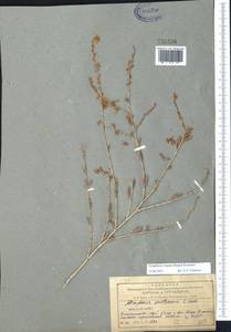 Atraphaxis virgata (Regel) Krasn., Middle Asia, Northern & Central Tian Shan (M4) (Kazakhstan)