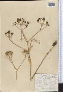 Ferula karataviensis (Regel & Schmalh.) Korovin, Middle Asia, Northern & Central Tian Shan (M4) (Kyrgyzstan)