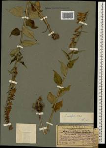 Campanula rapunculoides L., Caucasus, Georgia (K4) (Georgia)