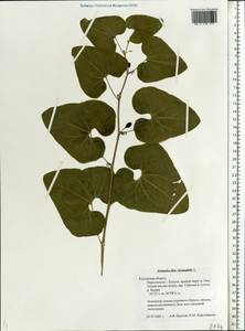 Aristolochia clematitis L., Eastern Europe, Central region (E4) (Russia)