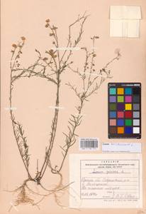 Linum austriacum L., Eastern Europe, South Ukrainian region (E12) (Ukraine)