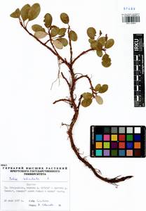 Salix reticulata L., Siberia, Baikal & Transbaikal region (S4) (Russia)
