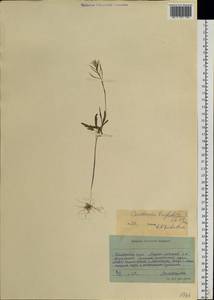 Cardamine tenuifolia Hook., Siberia, Russian Far East (S6) (Russia)