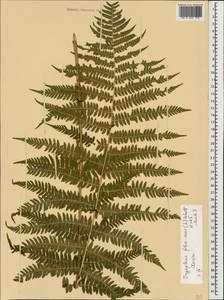 Dryopteris filix-mas (L.) Schott, Caucasus, Black Sea Shore (from Novorossiysk to Adler) (K3) (Russia)