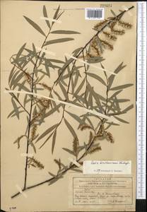 Salix kirilowiana Stschegl., Middle Asia, Northern & Central Tian Shan (M4) (Kyrgyzstan)