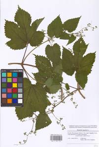 Humulus lupulus L., Eastern Europe, Moscow region (E4a) (Russia)