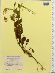 Hesperis sylvestris Crantz, Caucasus, South Ossetia (K4b) (South Ossetia)