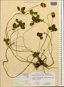 Trifolium ambiguum M.Bieb., Caucasus, North Ossetia, Ingushetia & Chechnya (K1c) (Russia)