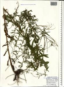 Epilobium ciliatum subsp. ciliatum, Caucasus, Krasnodar Krai & Adygea (K1a) (Russia)