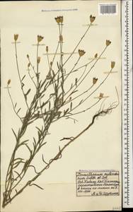 Xeranthemum cylindraceum Sm., Caucasus, Stavropol Krai, Karachay-Cherkessia & Kabardino-Balkaria (K1b) (Russia)