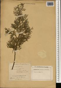 Cupressus lusitanica Mill., South Asia, South Asia (Asia outside ex-Soviet states and Mongolia) (ASIA) (Italy)