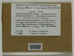 Homomallium incurvatum (Schrad. ex Brid.) Loeske, Bryophytes, Bryophytes - North Caucasus & Ciscaucasia (B12) (Russia)
