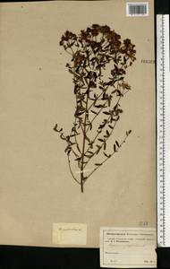 Hypericum perforatum, Eastern Europe, Moscow region (E4a) (Russia)