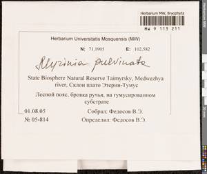 Myrinia pulvinata (Wahlenb.) Schimp., Bryophytes, Bryophytes - Krasnoyarsk Krai, Tyva & Khakassia (B17) (Russia)