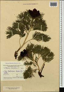 Paeonia tenuifolia L., Caucasus, Stavropol Krai, Karachay-Cherkessia & Kabardino-Balkaria (K1b) (Russia)
