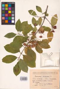 Euonymus europaeus L., Eastern Europe, Central forest-and-steppe region (E6) (Russia)