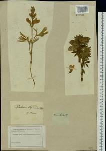 Thermopsis lanceolata R.Br., Siberia (no precise locality) (S0) (Russia)