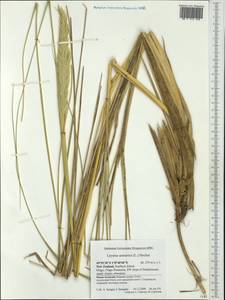 Leymus arenarius (L.) Hochst., Australia & Oceania (AUSTR) (New Zealand)