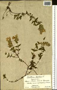 Scutellaria alpina L., Eastern Europe, Central forest-and-steppe region (E6) (Russia)