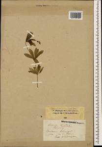 Galium odoratum (L.) Scop., Caucasus, Stavropol Krai, Karachay-Cherkessia & Kabardino-Balkaria (K1b) (Russia)