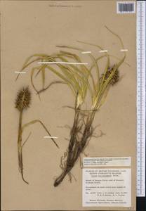 Carex macrocephala Willd. ex Spreng., America (AMER) (Canada)